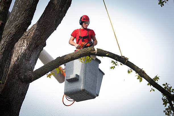 Emergency Storm Tree Removal in Fircrest, WA